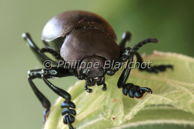 timarcha tenebricosa.JPG - Timarcha tenebricosaTimarque, Crache-sangBloody nosed beetleColeoptera, ChrysomelidaeFrance